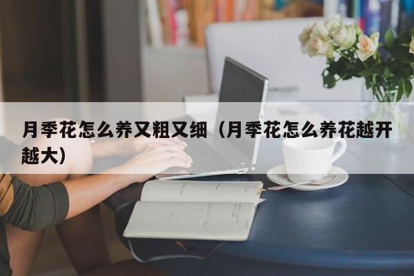 月季花怎么养又粗又细（月季花怎么养花越开越大）