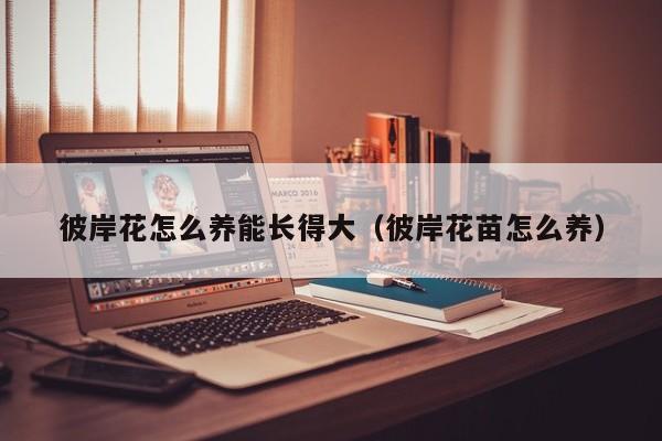 彼岸花怎么养能长得大（彼岸花苗怎么养）