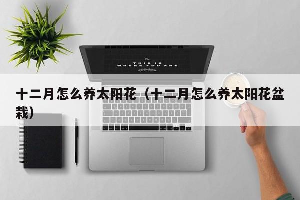 十二月怎么养太阳花（十二月怎么养太阳花盆栽）