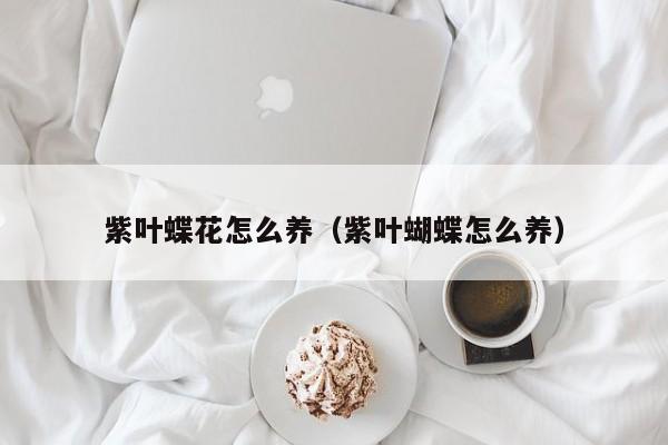 紫叶蝶花怎么养（紫叶蝴蝶怎么养）