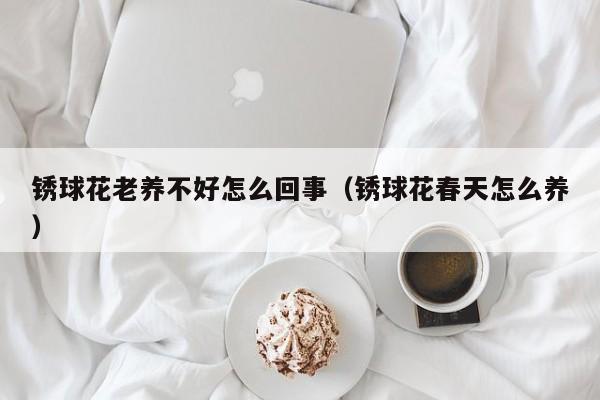 锈球花老养不好怎么回事（锈球花春天怎么养）