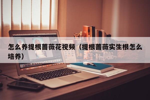 怎么养提根蔷薇花视频（提根蔷薇实生根怎么培养）