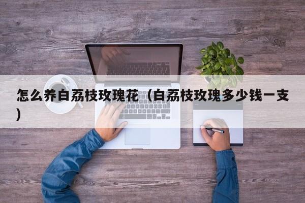 怎么养白荔枝玫瑰花（白荔枝玫瑰多少钱一支）