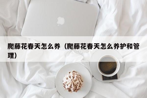 爬藤花春天怎么养（爬藤花春天怎么养护和管理）