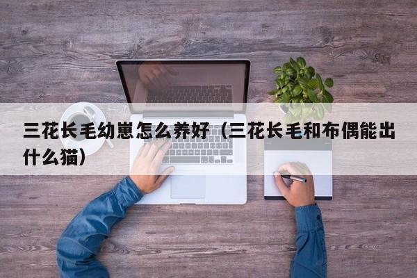 三花长毛幼崽怎么养好（三花长毛和布偶能出什么猫）