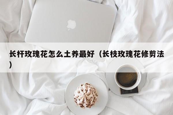 长杆玫瑰花怎么土养最好（长枝玫瑰花修剪法）