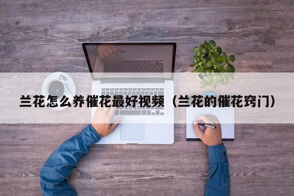 兰花怎么养催花最好视频（兰花的催花窍门）