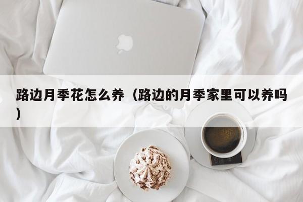 路边月季花怎么养（路边的月季家里可以养吗）