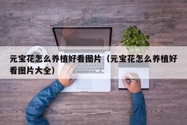 元宝花怎么养植好看图片（元宝花怎么养植好看图片大全）