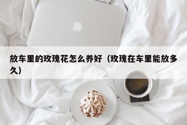 放车里的玫瑰花怎么养好（玫瑰在车里能放多久）