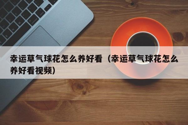 幸运草气球花怎么养好看（幸运草气球花怎么养好看视频）