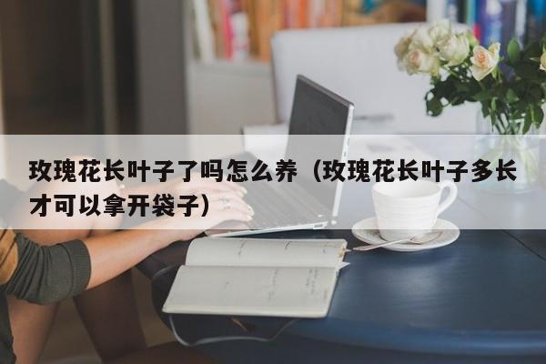 玫瑰花长叶子了吗怎么养（玫瑰花长叶子多长才可以拿开袋子）