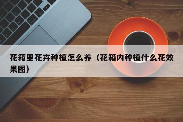 花箱里花卉种植怎么养（花箱内种植什么花效果图）