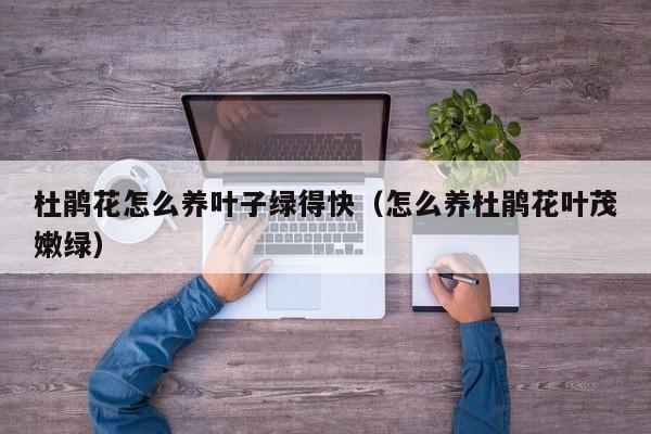 杜鹃花怎么养叶子绿得快（怎么养杜鹃花叶茂嫩绿）