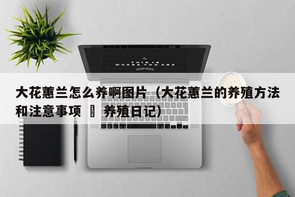 大花蕙兰怎么养啊图片（大花蕙兰的养殖方法和注意事项 – 养殖日记）