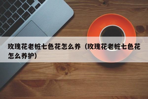 玫瑰花老桩七色花怎么养（玫瑰花老桩七色花怎么养护）