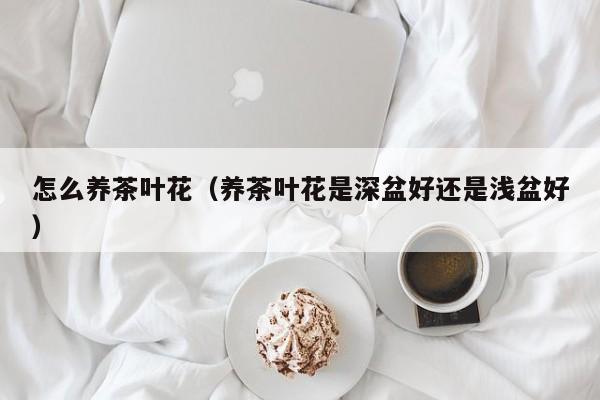 怎么养茶叶花（养茶叶花是深盆好还是浅盆好）