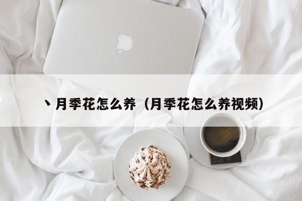 丶月季花怎么养（月季花怎么养视频）