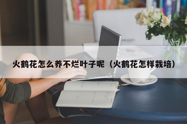 火鹤花怎么养不烂叶子呢（火鹤花怎样栽培）
