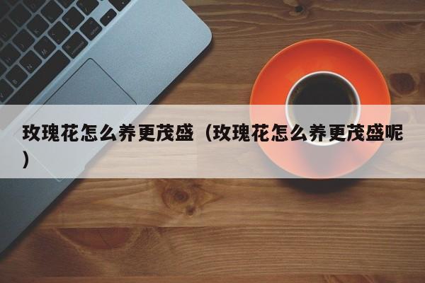 玫瑰花怎么养更茂盛（玫瑰花怎么养更茂盛呢）
