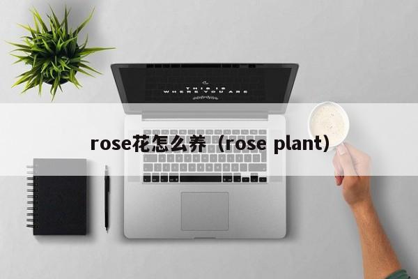 rose花怎么养（rose plant）