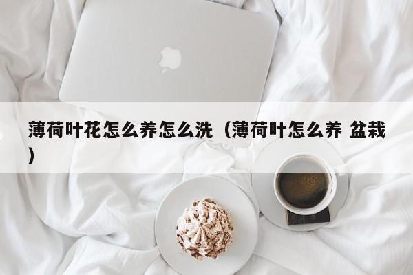 薄荷叶花怎么养怎么洗（薄荷叶怎么养 盆栽）