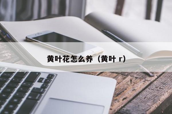 黄叶花怎么养（黄叶 r）