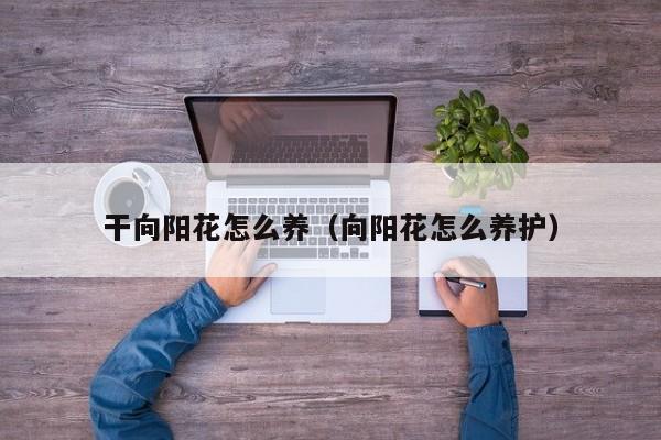 干向阳花怎么养（向阳花怎么养护）