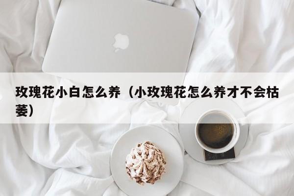 玫瑰花小白怎么养（小玫瑰花怎么养才不会枯萎）