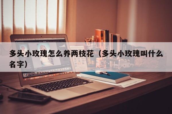 多头小玫瑰怎么养两枝花（多头小玫瑰叫什么名字）