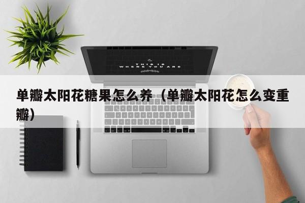 单瓣太阳花糖果怎么养（单瓣太阳花怎么变重瓣）