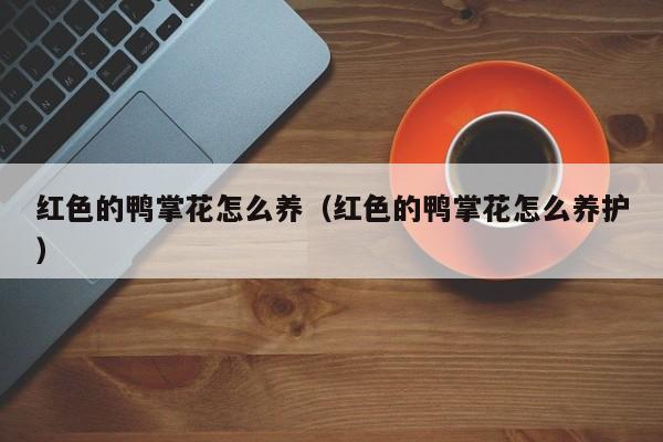 红色的鸭掌花怎么养（红色的鸭掌花怎么养护）