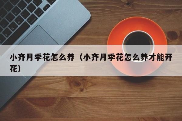 小齐月季花怎么养（小齐月季花怎么养才能开花）
