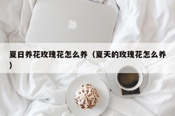 夏日养花玫瑰花怎么养（夏天的玫瑰花怎么养）