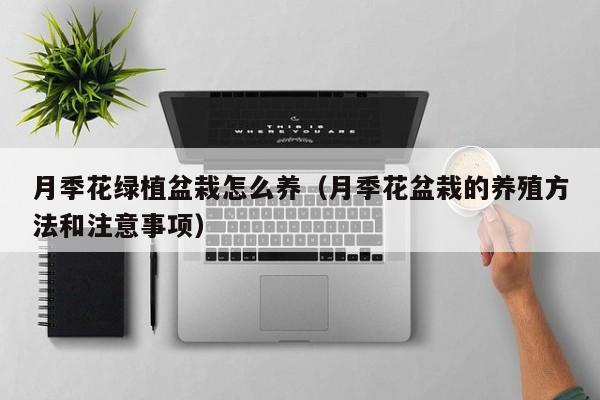 月季花绿植盆栽怎么养（月季花盆栽的养殖方法和注意事项）