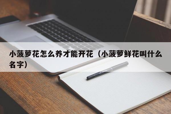 小菠萝花怎么养才能开花（小菠萝鲜花叫什么名字）