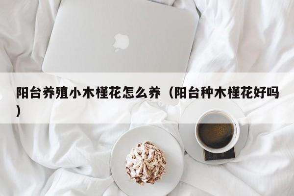 阳台养殖小木槿花怎么养（阳台种木槿花好吗）