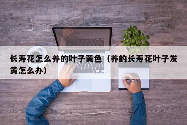 长寿花怎么养的叶子黄色（养的长寿花叶子发黄怎么办）