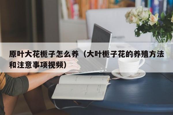 原叶大花栀子怎么养（大叶栀子花的养殖方法和注意事项视频）