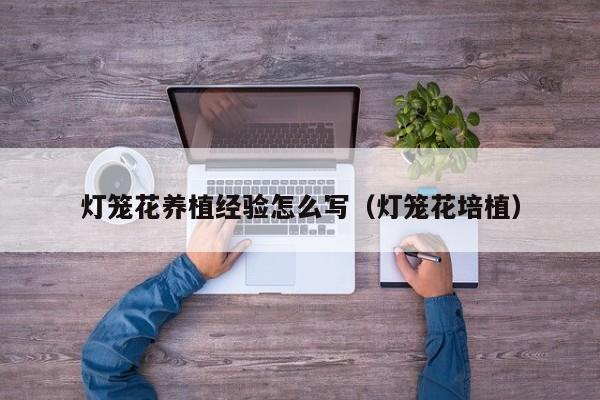 灯笼花养植经验怎么写（灯笼花培植）