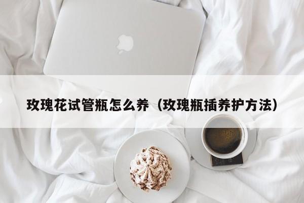 玫瑰花试管瓶怎么养（玫瑰瓶插养护方法）