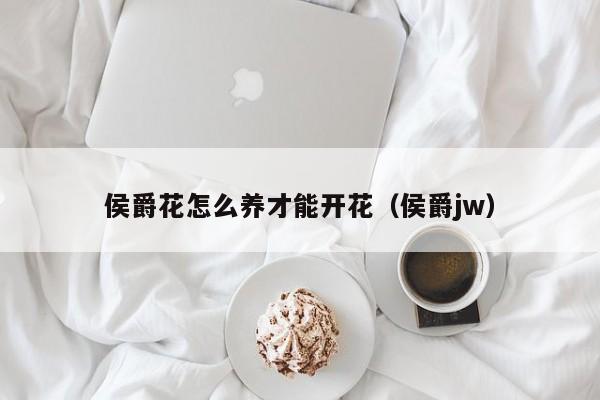 侯爵花怎么养才能开花（侯爵jw）