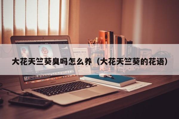 大花天竺葵臭吗怎么养（大花天竺葵的花语）