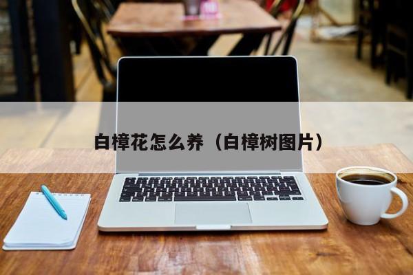 白樟花怎么养（白樟树图片）