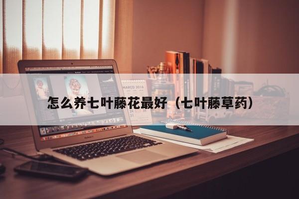 怎么养七叶藤花最好（七叶藤草药）