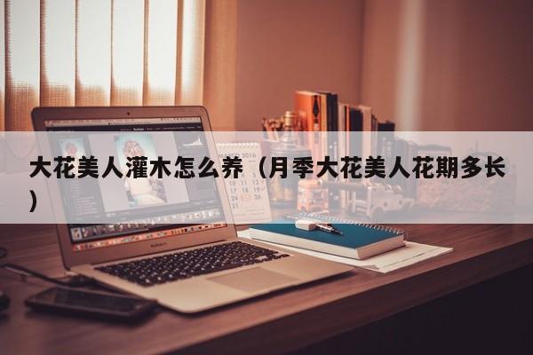 大花美人灌木怎么养（月季大花美人花期多长）