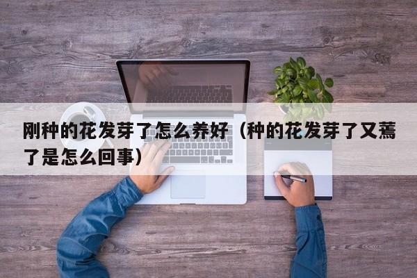 刚种的花发芽了怎么养好（种的花发芽了又蔫了是怎么回事）