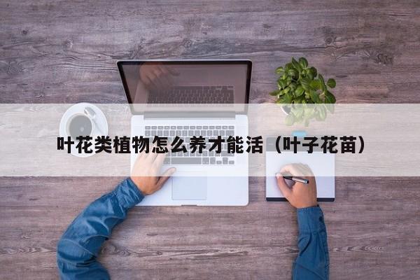 叶花类植物怎么养才能活（叶子花苗）