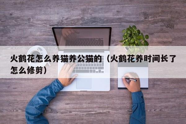 火鹤花怎么养猫养公猫的（火鹤花养时间长了怎么修剪）