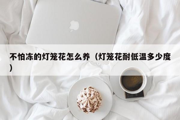 不怕冻的灯笼花怎么养（灯笼花耐低温多少度）